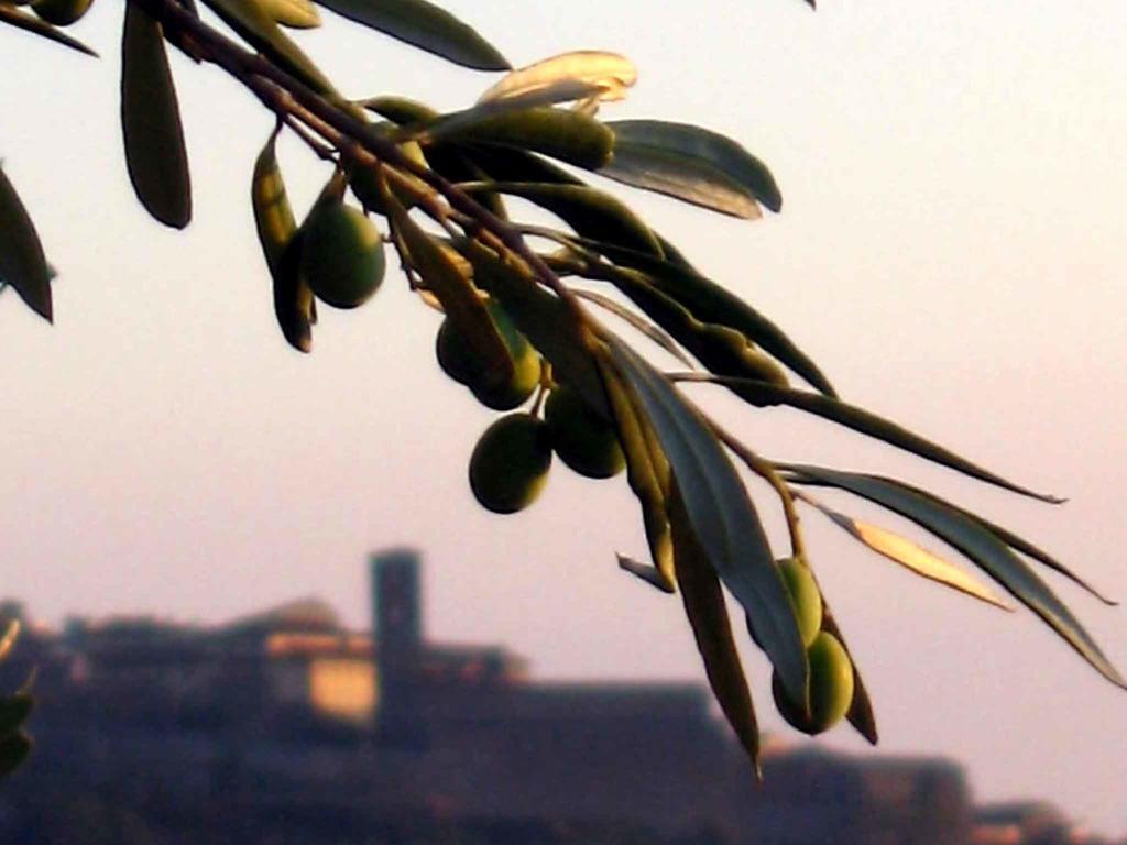 Locanda San Martino A Bocena Cortona Eksteriør billede